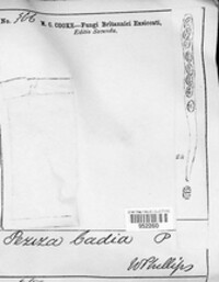 Legaliana badia image